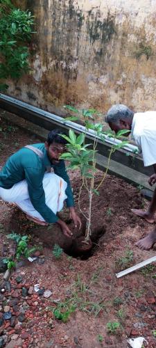 Tree Planting (2)